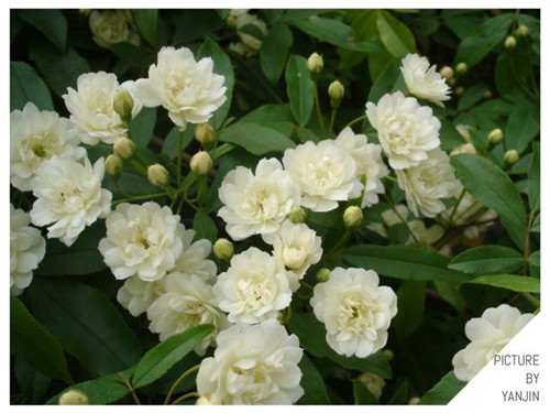 西方廣泛栽培的觀賞樹木很多來自中國