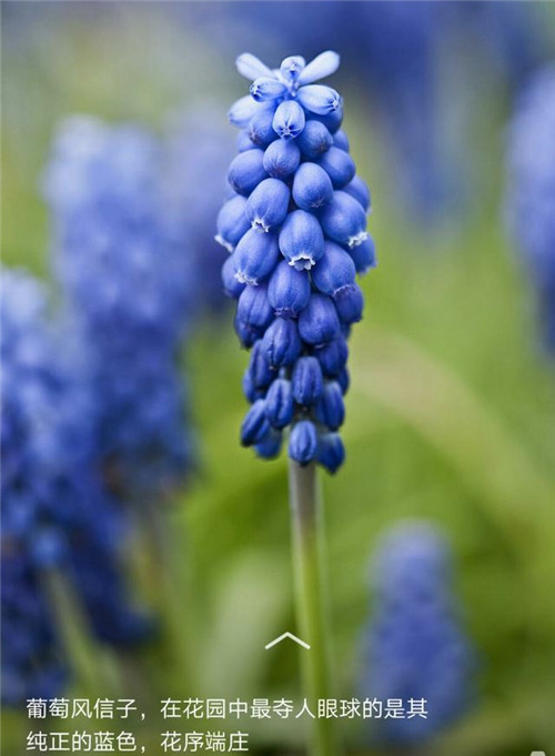 美得令人驚艷的藍(lán)色花卉