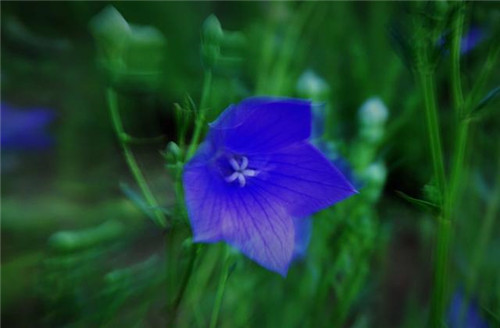 美得令人驚艷的藍(lán)色花卉