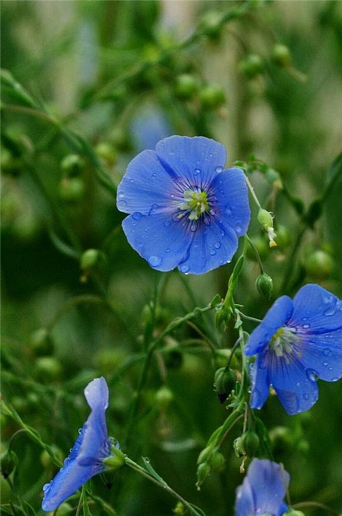 美得令人驚艷的藍(lán)色花卉