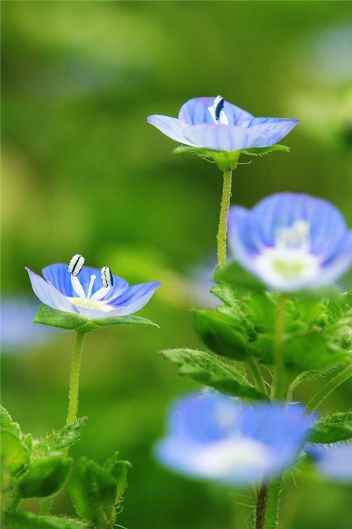 美得令人驚艷的藍(lán)色花卉