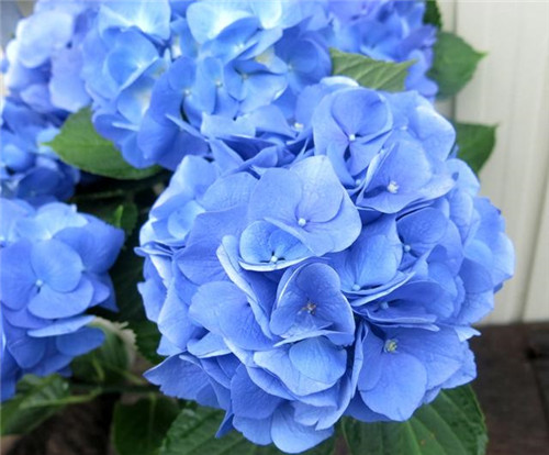 美得令人驚艷的藍(lán)色花卉