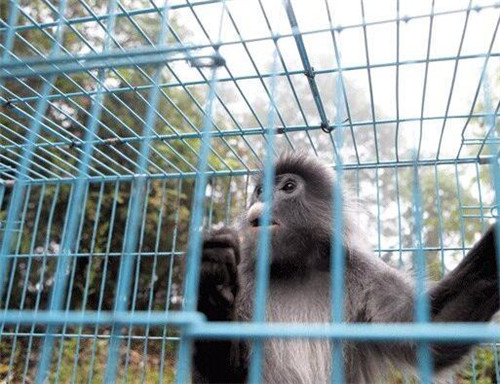 國家一級保護動物灰葉猴傷愈歸山林