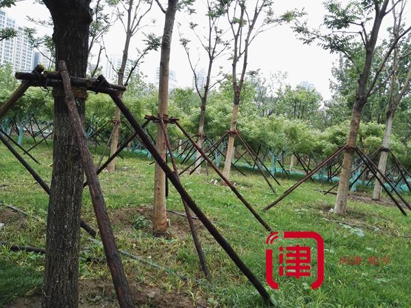 迎全運天津要建這么多公園!各種綠化走起