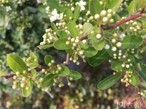 火棘：既能入藥又能充饑的植物