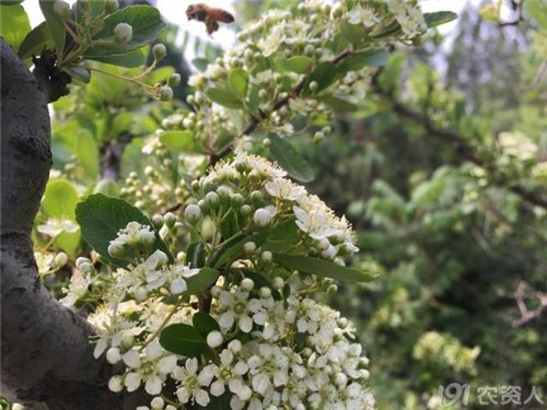 火棘：既能入藥又能充饑的植物