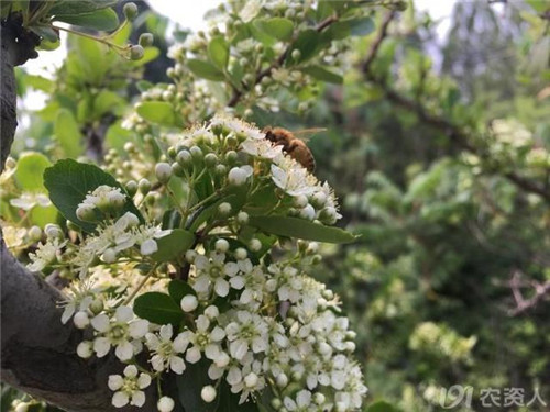火棘：既能入藥又能充饑的植物