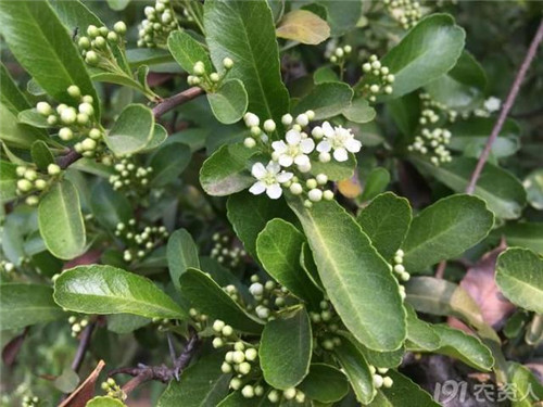 火棘：既能入藥又能充饑的植物