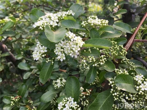 火棘：既能入藥又能充饑的植物