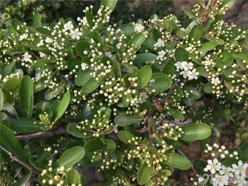 火棘：既能入藥又能充饑的植物