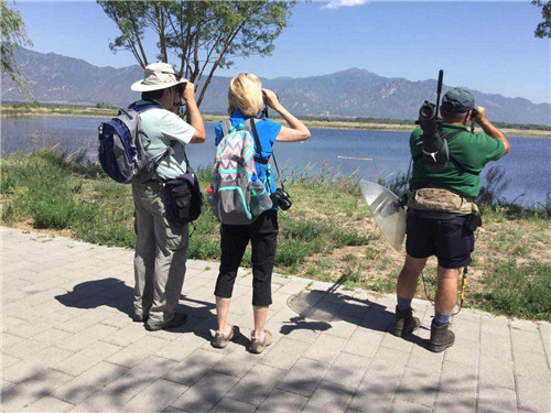 六月走進北京唯一的濕地鳥類自然保護區