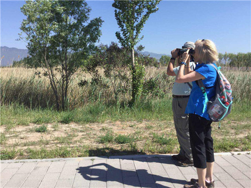 六月走進北京唯一的濕地鳥類自然保護區