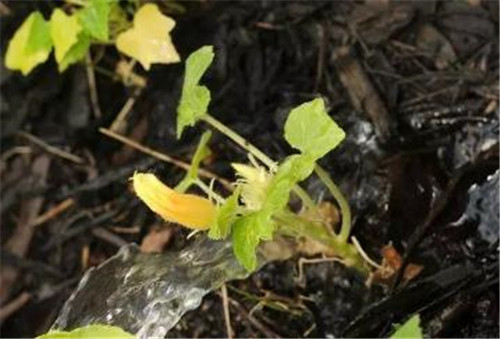 過期藥片竟使植物發(fā)生神奇變化