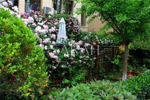 花園設計“園集獎”優秀作品:薩拉的花園