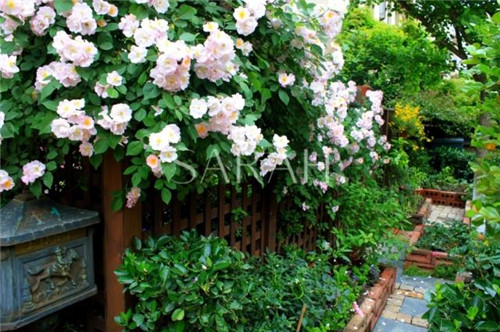 花園設(shè)計“園集獎”優(yōu)秀作品:薩拉的花園