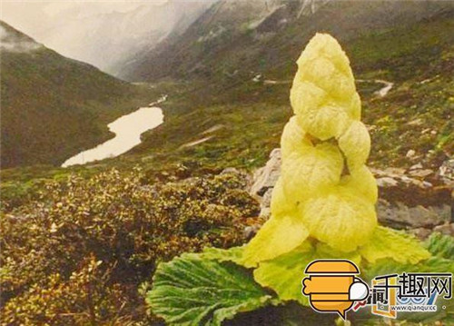 塔黃:植物界長得像大白菜的“九層妖塔”