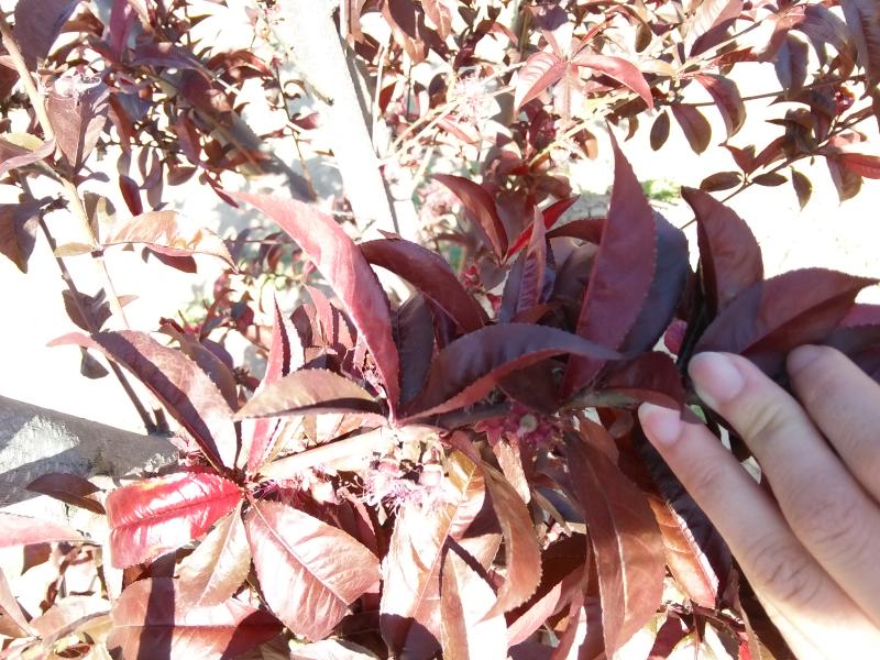 擺擂臺 引領園林植保高工效遍地開花