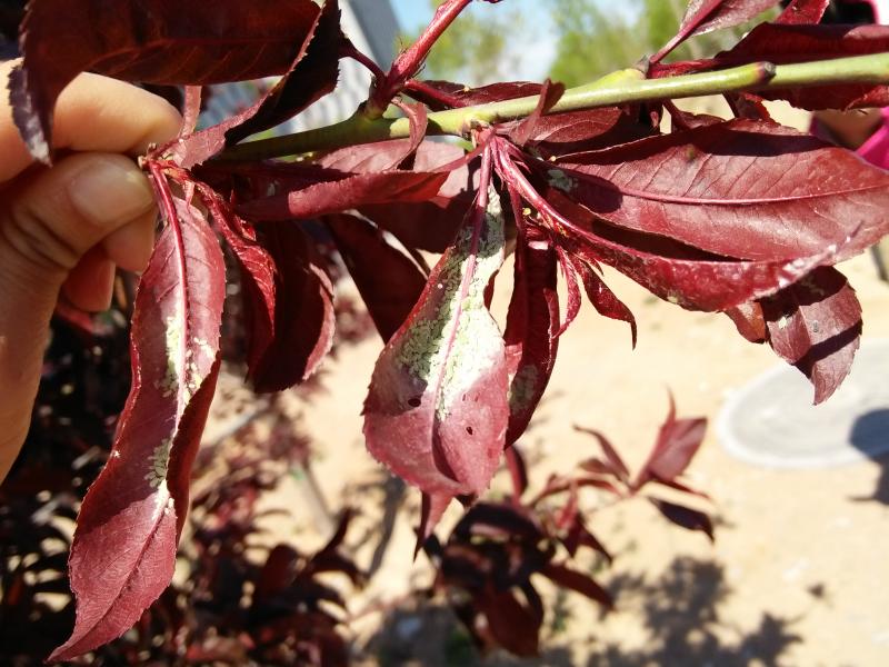 擺擂臺 引領園林植保高工效遍地開花