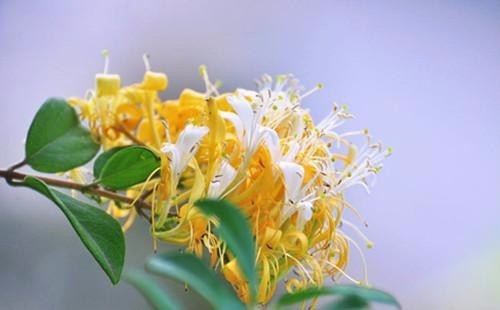 適合在家中陽臺種植的藤本植物