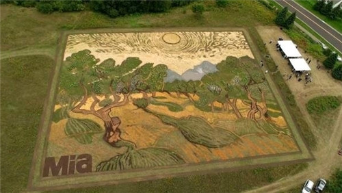 老農民用植物種出一副梵高名畫