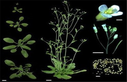 植物“大腦” 可控制種子發芽