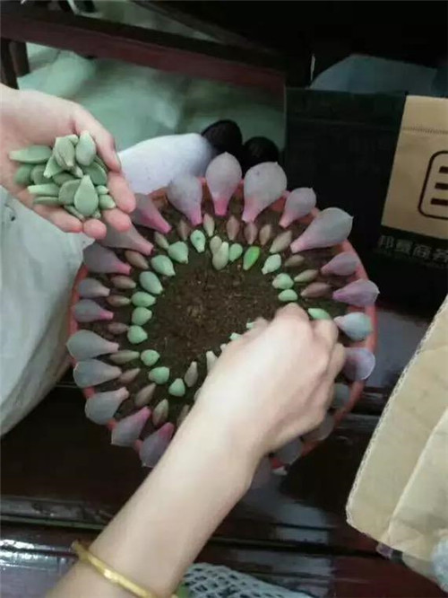 多肉植物可嘗試葉插繁殖