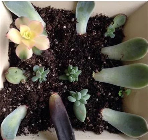 多肉植物可嘗試葉插繁殖