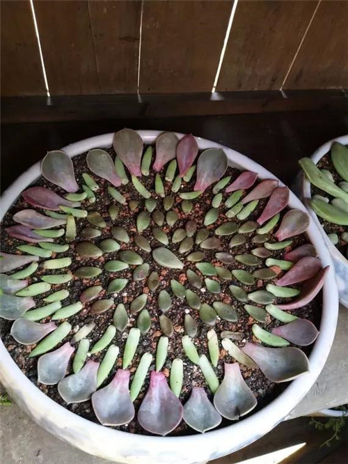 多肉植物可嘗試葉插繁殖