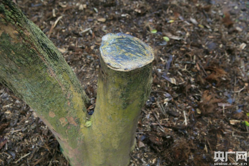 盜竊西雙版納植物園黃花梨的罪犯被判刑