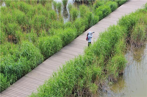 鳥類天堂——河北唐山曹妃甸濕地