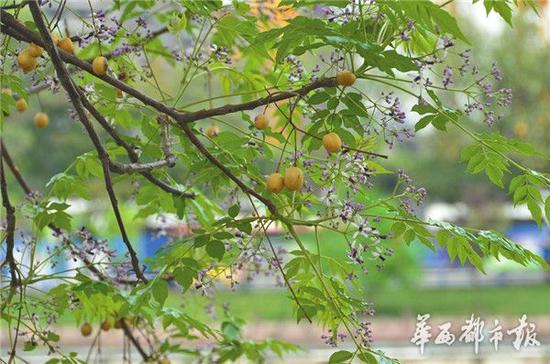 苦楝:被朱元璋怒罵的“空心”植物