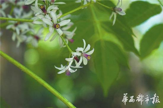 苦楝:被朱元璋怒罵的“空心”植物