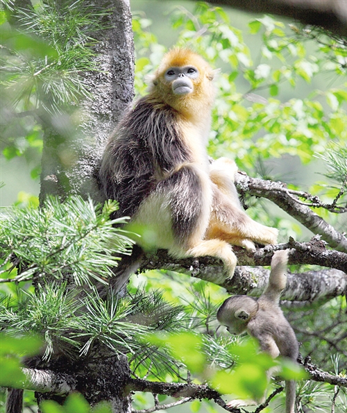 神農架國家森林公園：以綠為底 繪出好風景
