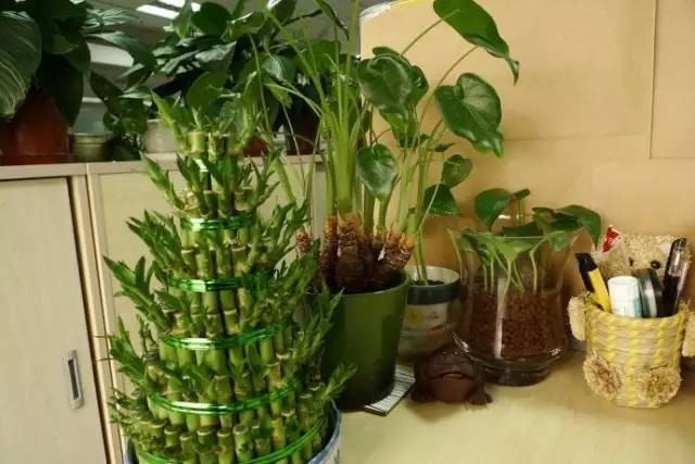 長期待在辦公室中，哪種花卉最適合種植？