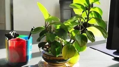 長期待在辦公室中，哪種花卉最適合種植？