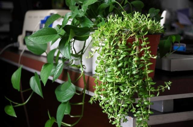 長期待在辦公室中，哪種花卉最適合種植？