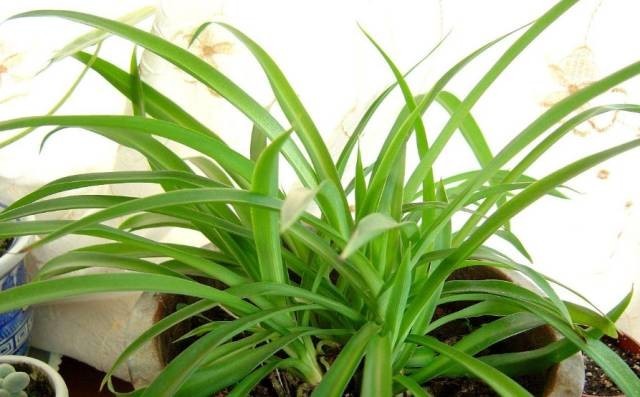 長期待在辦公室中，哪種花卉最適合種植？