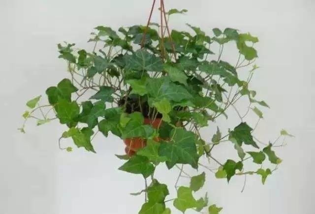 長期待在辦公室中，哪種花卉最適合種植？