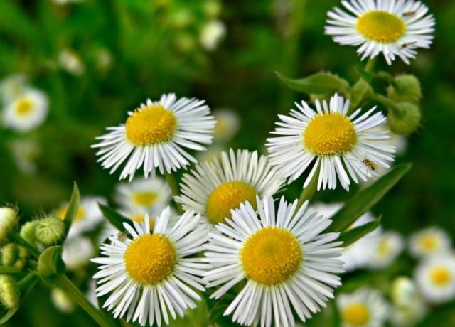 長期待在辦公室中，哪種花卉最適合種植？