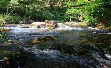 有“小西雙版納”之稱的大平山自然保護區