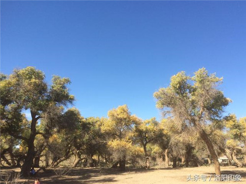 內(nèi)蒙古自治區(qū)額濟(jì)納旗胡楊之美