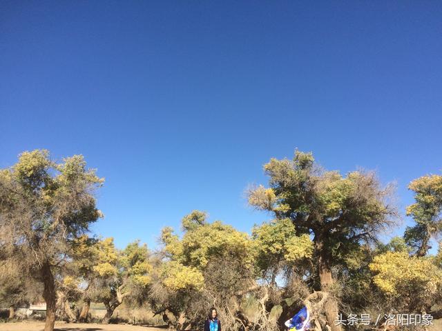 內(nèi)蒙古自治區(qū)額濟(jì)納旗胡楊之美