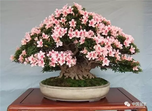 養(yǎng)花卉盆景加入木炭和松針土不爛根