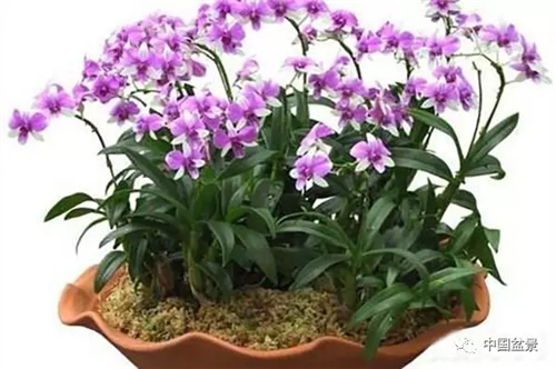 養(yǎng)花卉盆景加入木炭和松針土不爛根