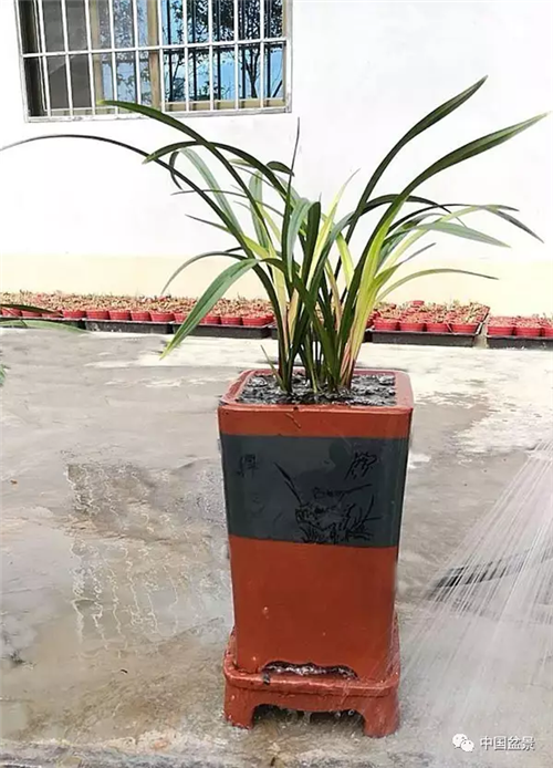 養(yǎng)花卉盆景加入木炭和松針土不爛根