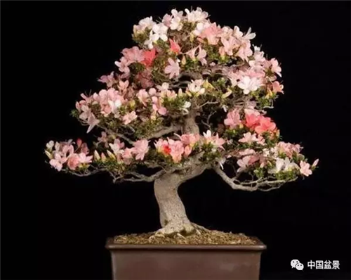 養(yǎng)花卉盆景加入木炭和松針土不爛根