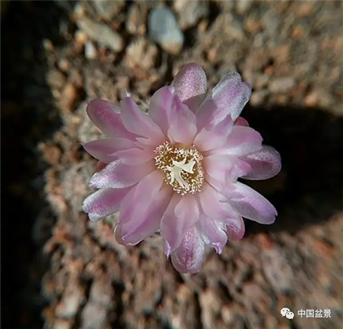 養(yǎng)花卉盆景加入木炭和松針土不爛根