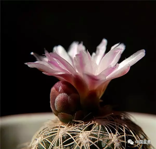 養(yǎng)花卉盆景加入木炭和松針土不爛根