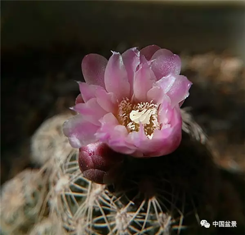 養(yǎng)花卉盆景加入木炭和松針土不爛根