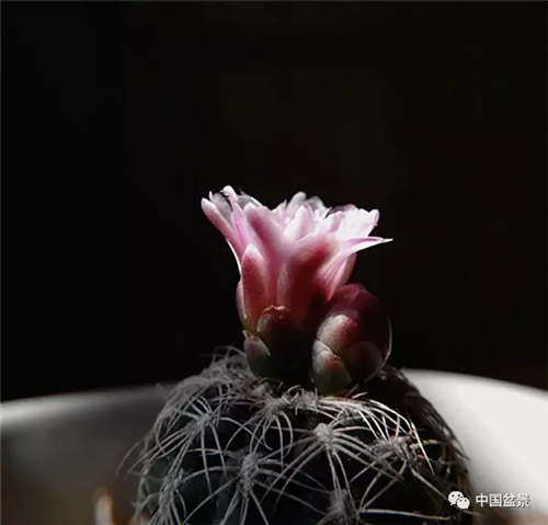 養(yǎng)花卉盆景加入木炭和松針土不爛根